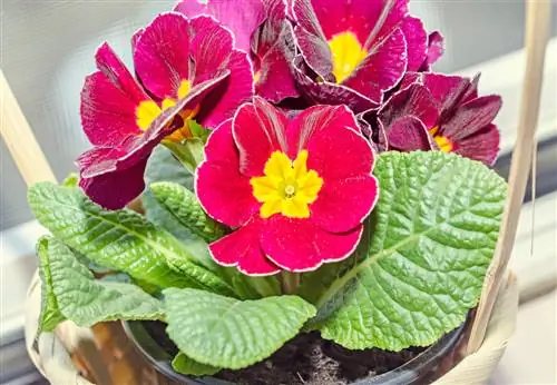 Skötsel av primula: tips för friska och blommande växter