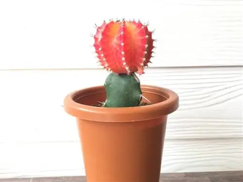 Strawberry cactus care: tswv yim rau cov nroj tsuag noj qab nyob zoo thiab zoo nkauj