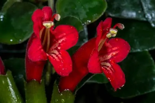 flor púbica-verinosa