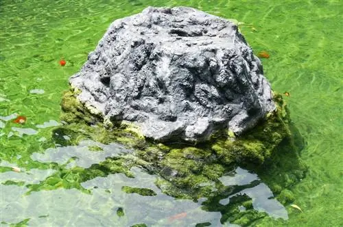 spring moss garden pond