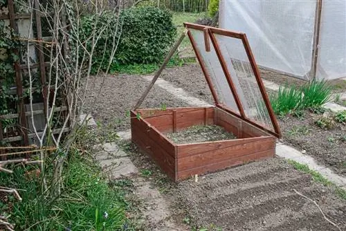 Winter salad enjoyment: harvest lamb's lettuce from the cold frame