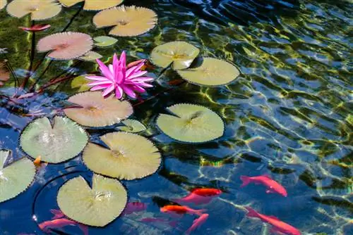 peix daurat a l'estany del jardí