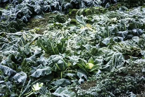 Moestuin in de winter: tips voor planning, verzorging en oogsten