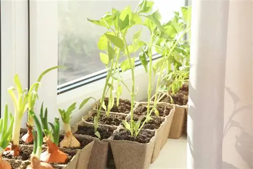 vegetable garden-in-the-apartment