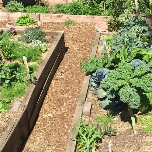 Jardinería exitosa: Cómo crear caminos en el huerto