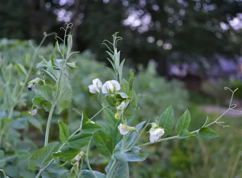 naungan kebun sayur