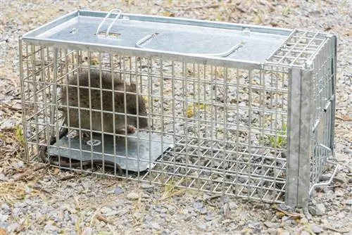 Pengendalian tikus di kebun: metode efektif tanpa racun