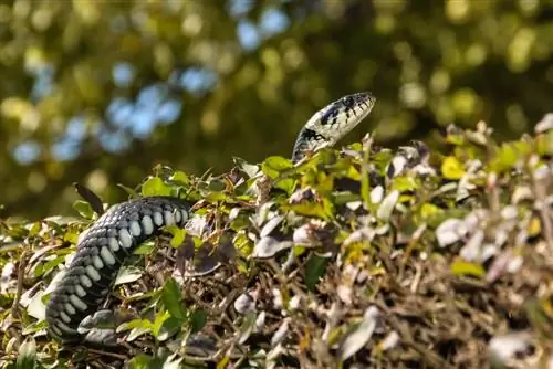 বাগানে ঘাসের সাপ