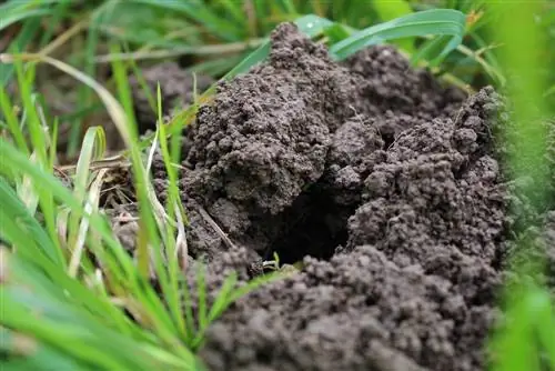 Purvo krūva sode: kurmis ar pelėnas yra k altininkas?