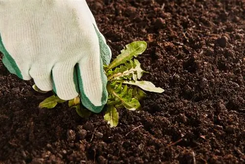 Onkruid in de moestuin: hoe kom ik er effectief vanaf?