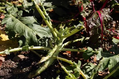 conejo en el jardin