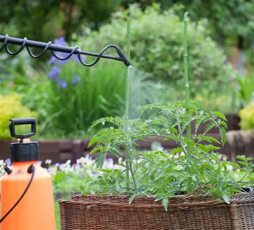 Pests in the vegetable garden: How to protect your plants