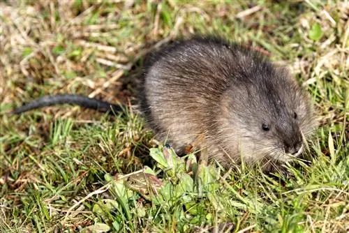 tikus air di taman