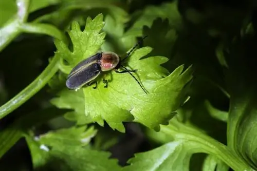 Coleotteri in giardino: consigli sugli insetti utili e sui parassiti