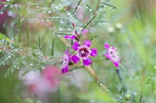 Can the South Sea myrtle overwinter outside? Tips and Tricks