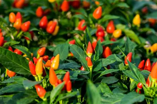 ornamental peppers edible