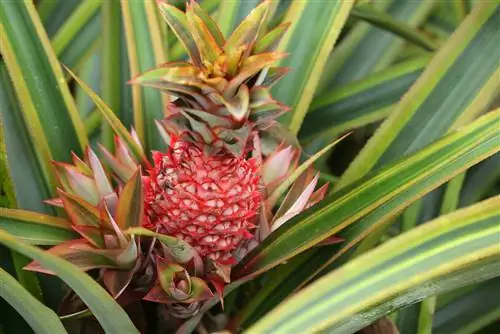 cura dell'ananas ornamentale