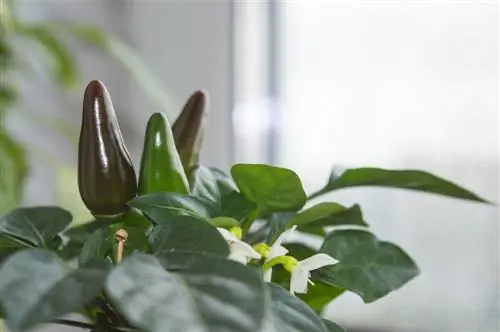 Cuidado de los pimientos ornamentales: consejos para tener plantas sanas y hermosas