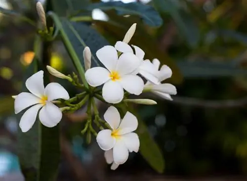 frangipani trąšos