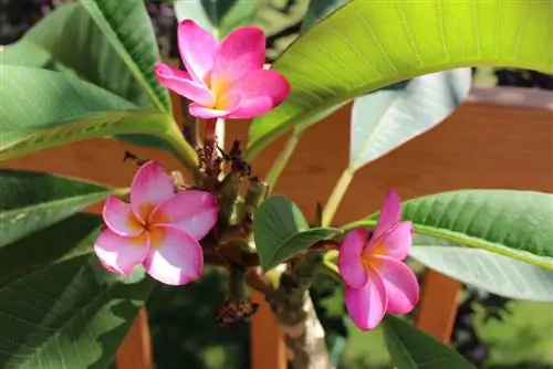 frangipani priežiūra