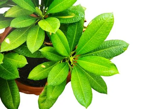 Overwintering frangipani: How to protect the plant properly