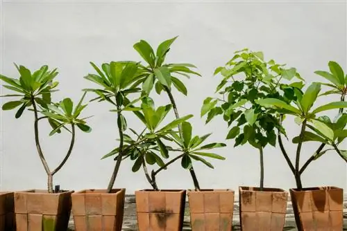 Frangipani offshoots: methods, tips and tricks