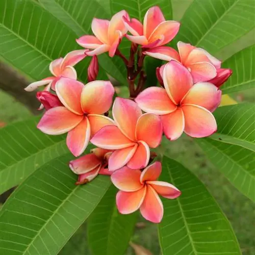 No frangipani flowers? Tips for proper care