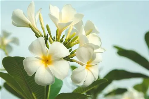 Frangipani cultivation: Successfully thriving plants