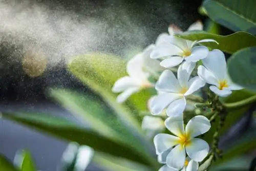 frangipani pouring