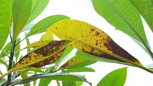 bệnh frangipani