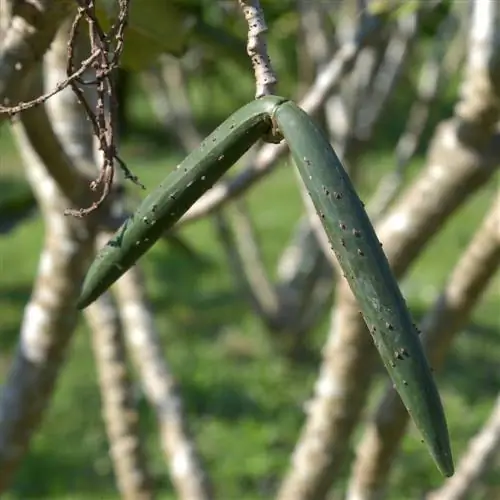 Menanam benih frangipani