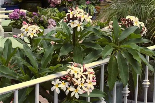 frangipani կտրում