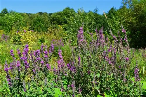 loosestrife çoxalır