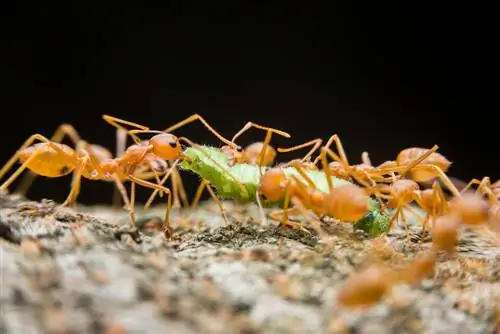 fourmis-rouges-dans-le-jardin