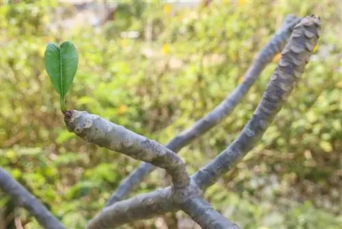 Frangipani kehilangan daun: penyebab & solusi