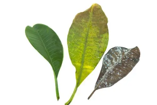 Spider mites on frangipani: Recognize and combat them