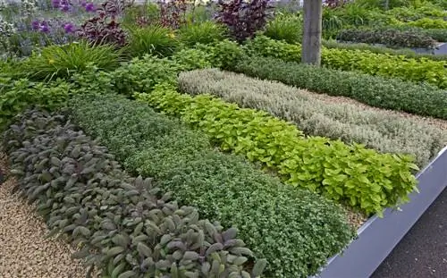 Dissenyar un jardí d'herbes: idees per a la cuina i el botiquí