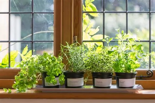 Jardín de hierbas en el alféizar de la ventana: cómo plantar con éxito