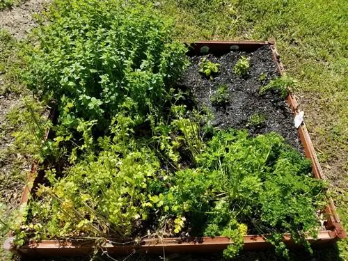 cama elevada para jardín de hierbas