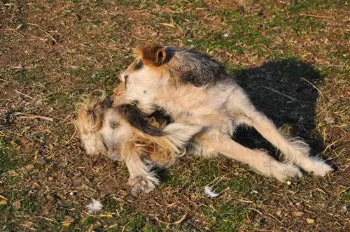 blechy v zahradě