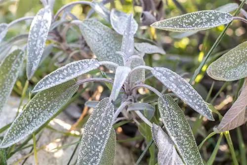 herb garden overwintering