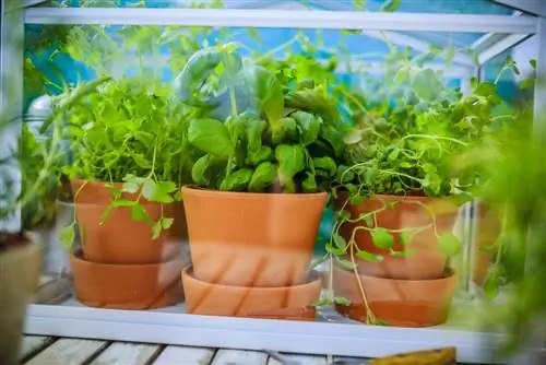 Growing herbs yourself: Greenhouse as the optimal solution?