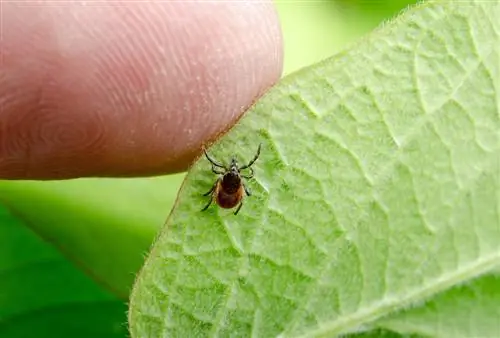 Repellente naturale per le zecche: come posso tenere libero il mio giardino?