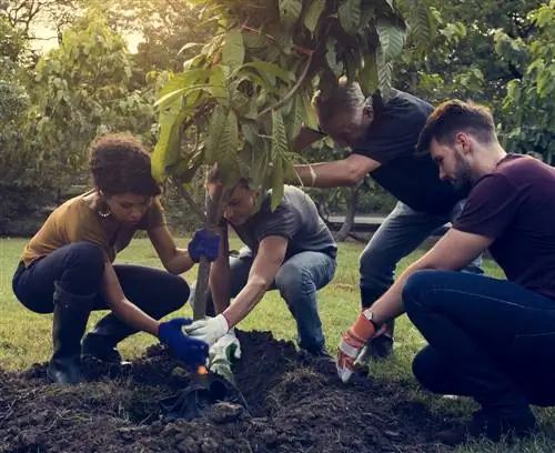 Temps òptim: planificar correctament els temps de plantació al jardí