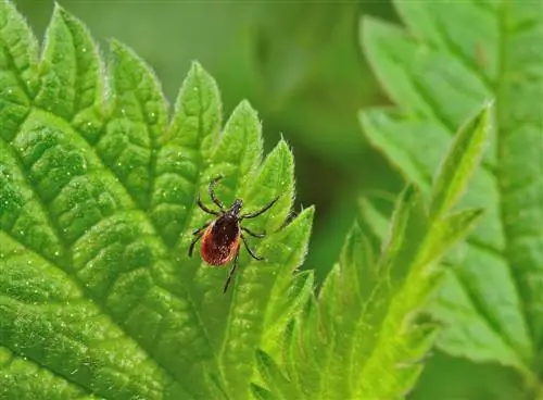 Bosluisvry in jou eie tuin: Hoe voorkom ek 'n besmetting?