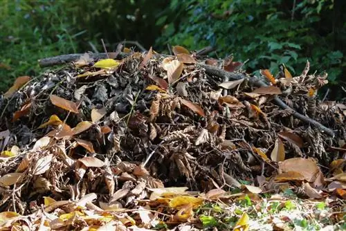 Krimpvarkie oorwinterende tuin