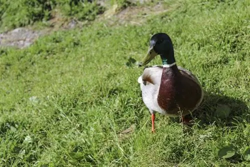 Khaws ducks nyob rau hauv lub vaj: snail hunters nyob rau hauv koj tus kheej ntsuab