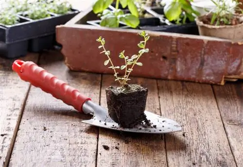 Créer un jardin d'herbes aromatiques : comment planter correctement des herbes aromatiques