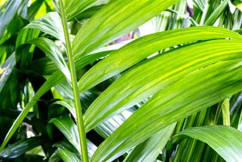 Plante d'intérieur de palmier à noix de bétel