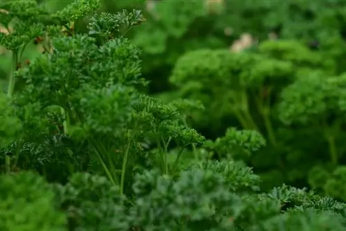 Jardín de hierbas a la sombra: estas hierbas también prosperan aquí